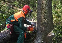 SKOGEN En förutsättning för liv Ett löpande miljöarbete Bilden visar hur skogen ser ut sju år efter hållbar avverkning, där nästa skörd inte görs förrän år 2034.