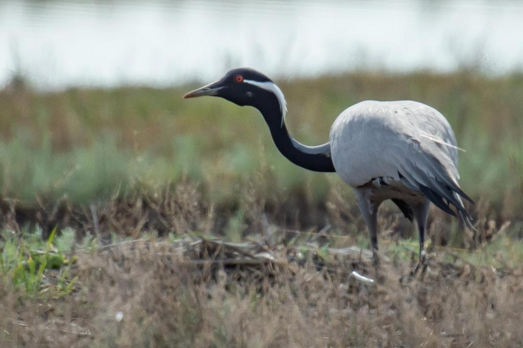 Jungfrutrana. Artlista fåglar 1 Greylag Goose Anser anser rubrirostris (Grågås) 15 adult Korgalzhyn 23.5, 5 juvenil Korgalzhyn 23.5, 20 Korgalzhyn 24.5 och 30 Korgalzhyn 25.