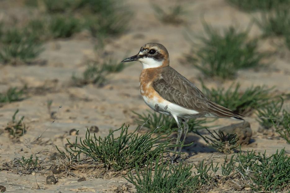 70 Grey Plover Pluvialis squatarola squatarola (Kustpipare) 2 Sorbulak Lake 12.5, 4 Korgalzhyn 23.5 och 3 Korgalzhyn 24.