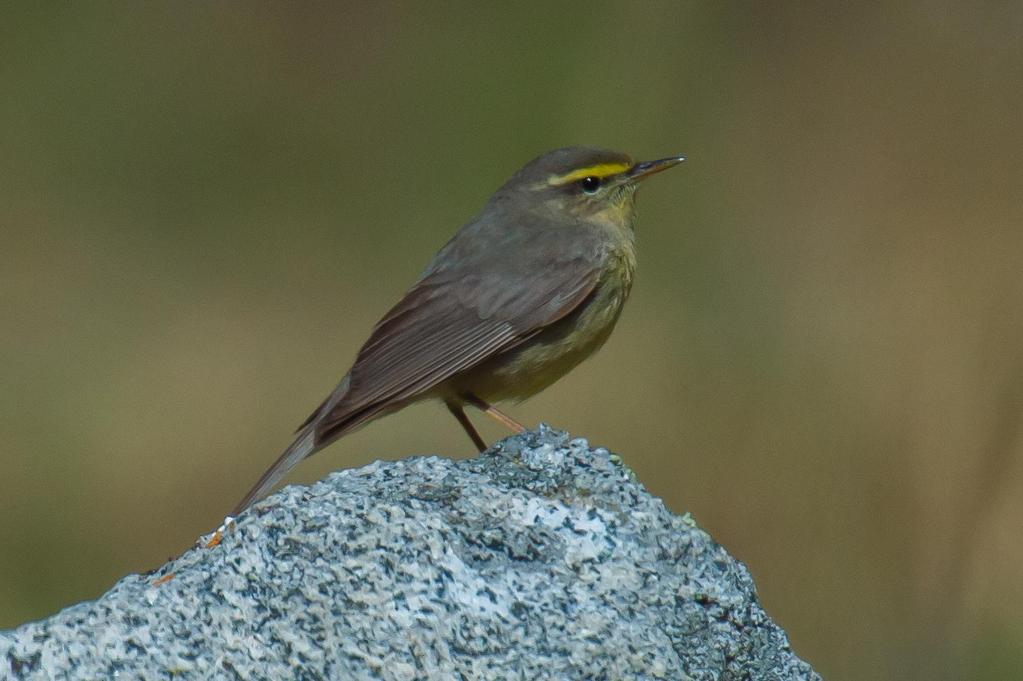 Stensångare. 174 Willow Warbler Phylloscopus trochilus (Lövsångare) 4 Korgalzhyn 24.5 175 Common Chiffchaff Phylloscopus collybita tristis (Gransångare) 3 Tamgaly 13.5, 2 Saryozek 14.5, 3 Topar 14.