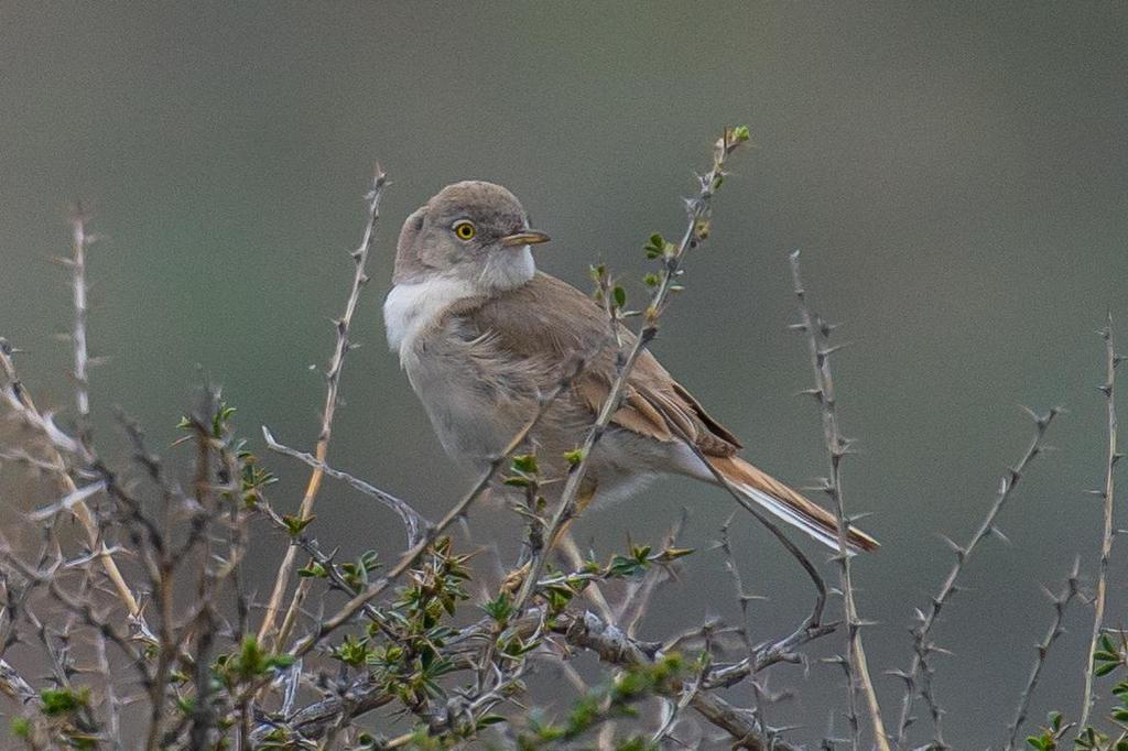 184 Eastern Olivaceous Warbler Iduna pallida elaeica (Eksångare) 1 Zhelturanga 14.5, 1 Ili River 16.5 och 1 Ili River 16.