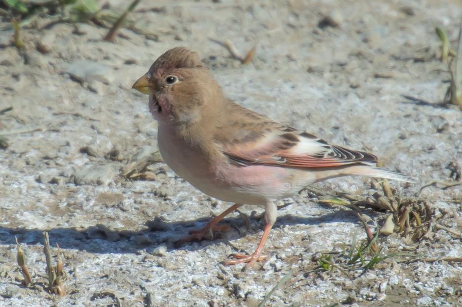 Mongolfink.. 240 Plain Mountain Finch Leucosticte nemoricola altaica (Brun alpfink) 40 Cosmos, Tien Shan 20.5, 20 Cosmos, Tien Shan 21.5 och 1 Tien San Astronomical Observatory 21.
