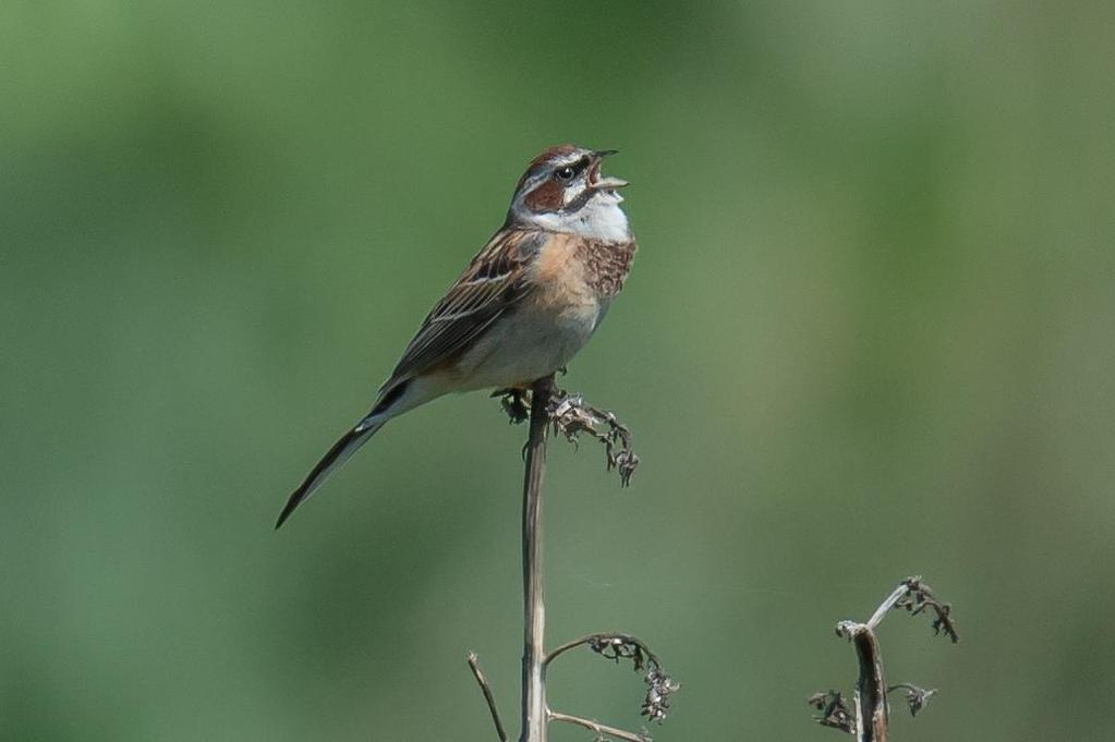 251 Rock Bunting Emberiza cia par (Klippsparv) 4 Kokpek 17.5 och 2 Kokpek 19.5. Observerad 3 dagar totalt 252 Meadow Bunting Emberiza cioides tarbagataica (Ängssparv) 6 Kaskelen 11.