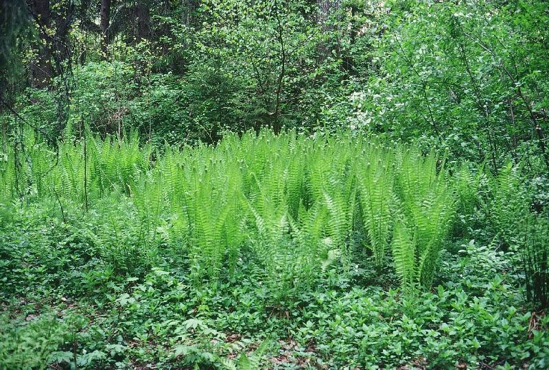 2000-område enligt Habitatdirektivet Status: Godkänt av Regeringen 2001-06-20