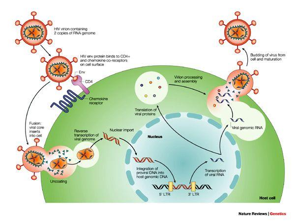 HIV enters the target cell, mainly CD4+ T cells, via conformational binding of Env proteins to cell surface receptor CD4 and co-receptors (CCR5 and CXCR4).