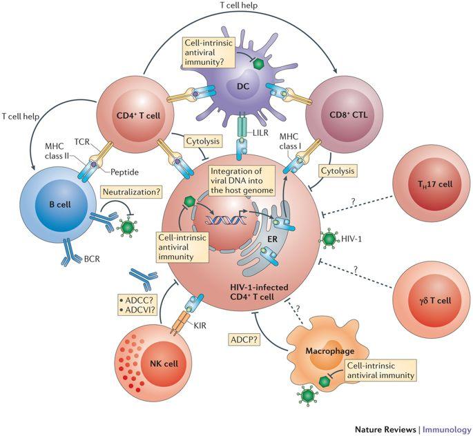2.3.4 Adaptive immunity The adaptive immune system is a highly specialized system that takes place after the innate immune system and is acquired to respond to pathogens, eliminating them effectively.