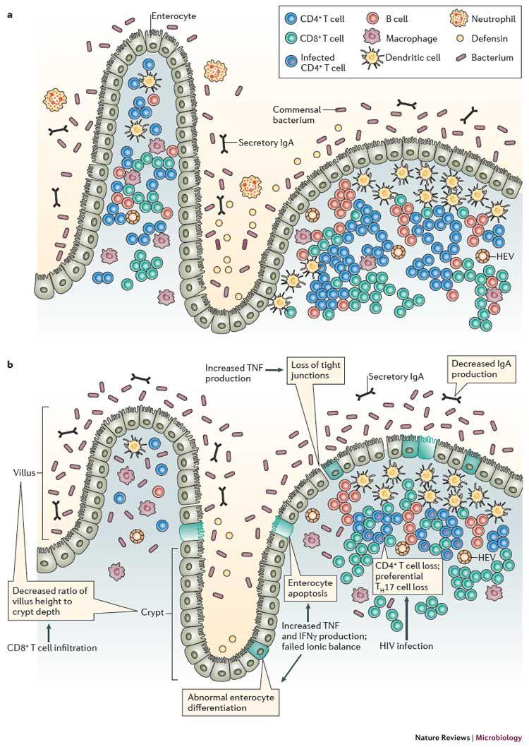 inflammatory bowel disease (IBD), celiac disease and hepatitis C infection (160-164). Microbial translocation is very often associated with a dysbiosis of the composition of the gut microbiota.