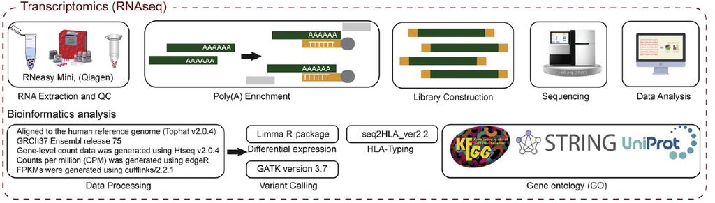 4.2.3 Luciferase immunoprecipitation systems (LIPS) (Paper II) In Paper II, we made use of a modified antibody quantification assay, luciferase immunoprecipitation systems (LIPS), to perform antibody