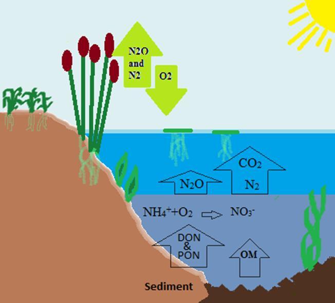 Figure 1. The Schematic presentation of nitrogen cycle in the freshwater lakes. This picture is inspired from Laanbroek (2010) 2.5.