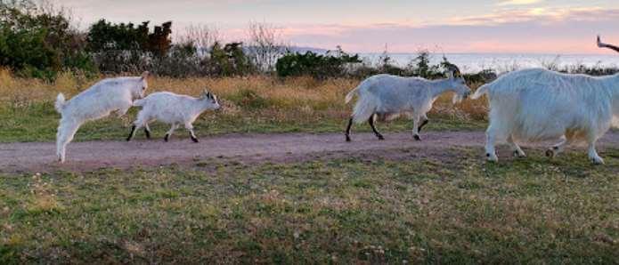 9 37 63 FRÅGA 7: NATURRESERVAT VUEN: Vilket av följande områden i Ängelholms kommun är ett naturreservat? 1. Nybroskogen.