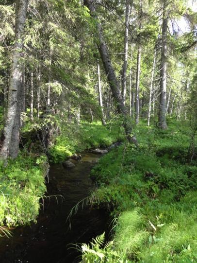 Foto 1. Bäckdråg. Bäck med strömmande vatten, grus och block.