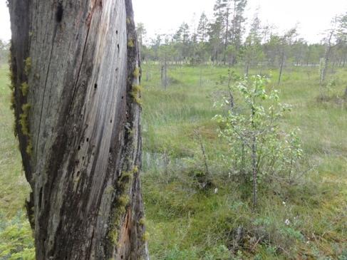 Klass 1. Foto 2. Äldre barrskog som delvis gallrats tidigare.