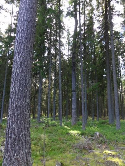 kanterna. Talltorrakor med varglav (rödlistad). Tallöverståndare.