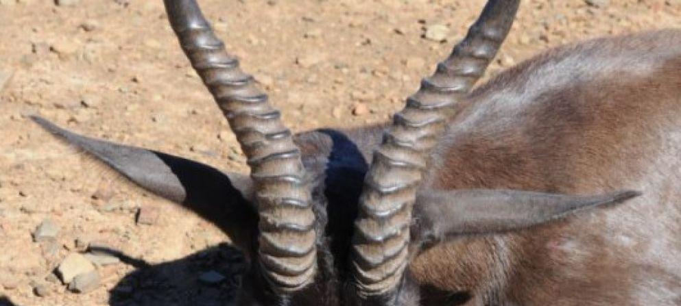 Höjdpunkter Höjdpunkter & & Beskrivning Beskrivning Antilopjakt hos Loock Safaris Överblick Höjdpunkter Sydafrika är uppdelat i många provinser och en av dem är Eastern Cape, som du finner i sydost.