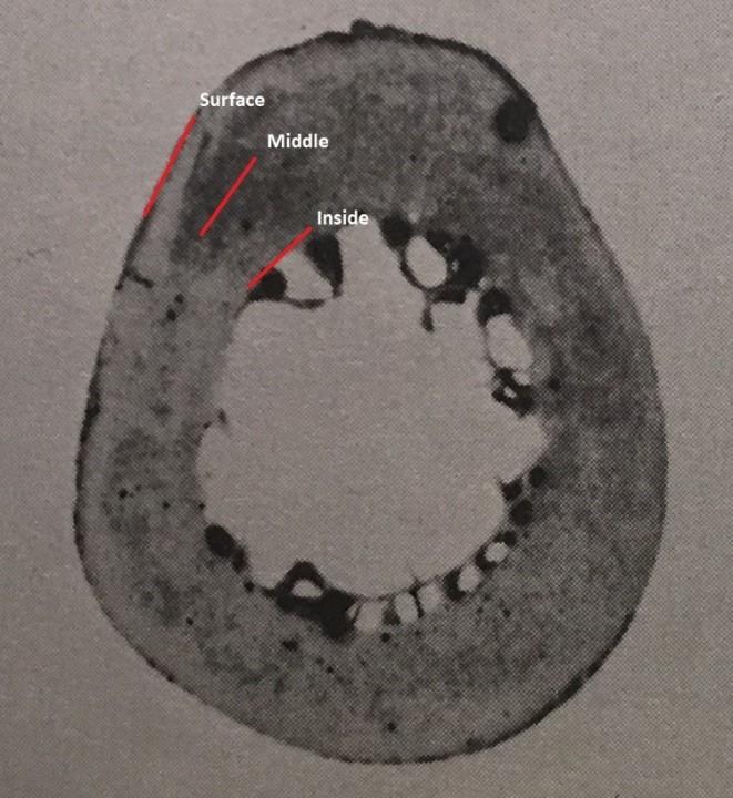 De flesta av lårbenen (femur) var redan brutna och majoriteten av benen hade även provtagits för isotop-analyser då man tar borrprover.