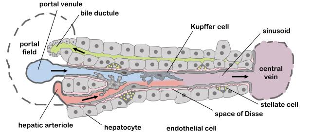Lever (3p) Rita en leverlobulus och redovisa de olika celler som finns där och redogör för hur cirkulationen av olika vätskor är organiserad. Kärlstrukturer av vikt skall också ritas in.