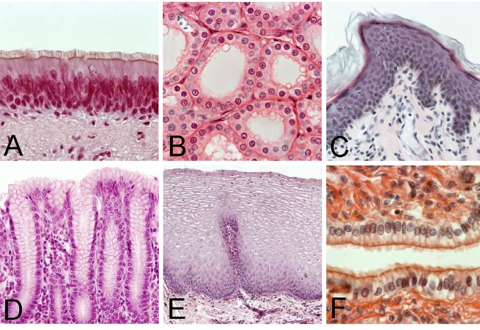(3p) Kunskap om de olika epiteltyperna är viktig för att kunna identifiera olika vävnader och organ i mikroskopet.