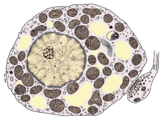 Fettvävnad (2p) Redogör (gärna med en teckning) för hur den bruna fettcellen ser ut i jämförelse med den vita fettcellen. Vad karakteriserar den bruna fettcellen och varför har den en brun färg?