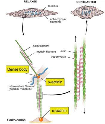 Den består av tunna och tjocka filament samt ett cytoskelett av de intermediära filamenten desmin och vimentin.