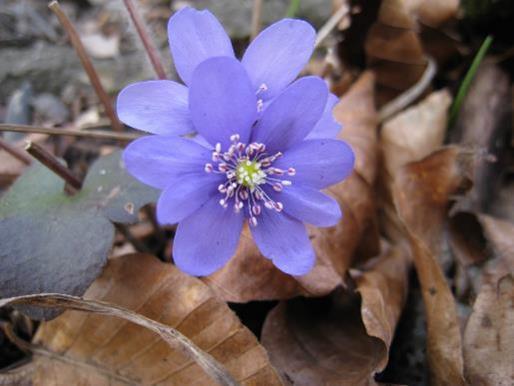 Sum forest herbs Skogsfloran är artrikast i