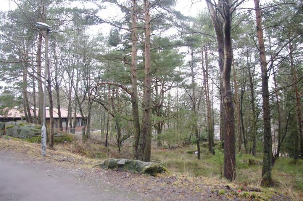 Pro Natura Vid förskolan står en grov tall. Här har viss gallring skett, resterna har lämnats i höger längre ned i branten. I en tall noterades ett gammalt risbo av gråkråka.