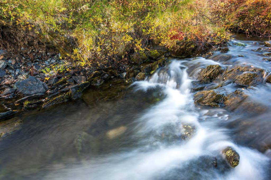 En bäck i höstskrud i Dovrefjell nationalpark. Nere i dalen dominerar fjällbjörk, dvärgbjörk och många olika lavar och de alla hjälps åt att skapa en färgexplosion i landskapet.