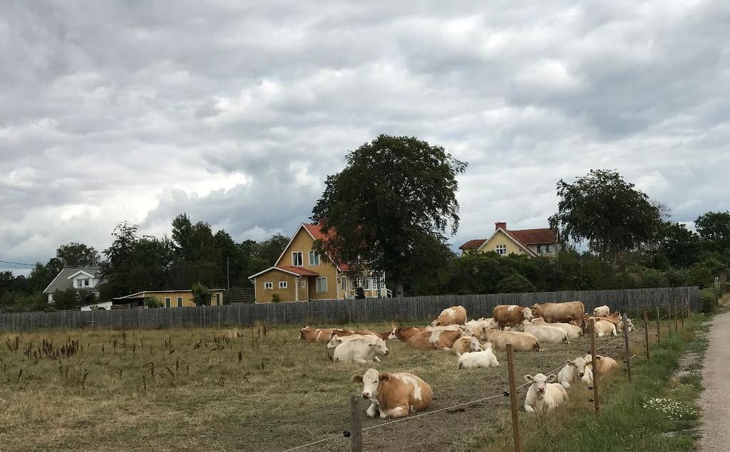 Brukningsvärd jordbruksmark får tas i anspråk för bebyggelse endast om det behövs för att tillgodose väsentliga samhällsintressen och detta behov inte kan