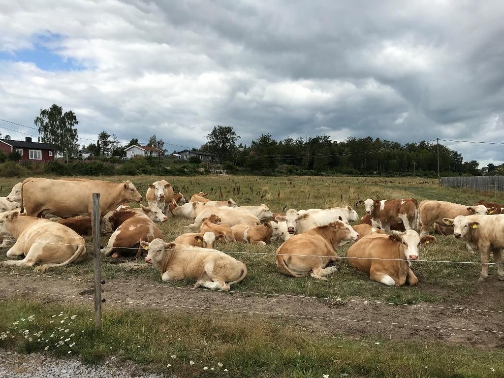 Natur Planområdet har sannolikt låga naturvärden på grund av att marken är gödslad och tydligt påverkad av näringsämnen.