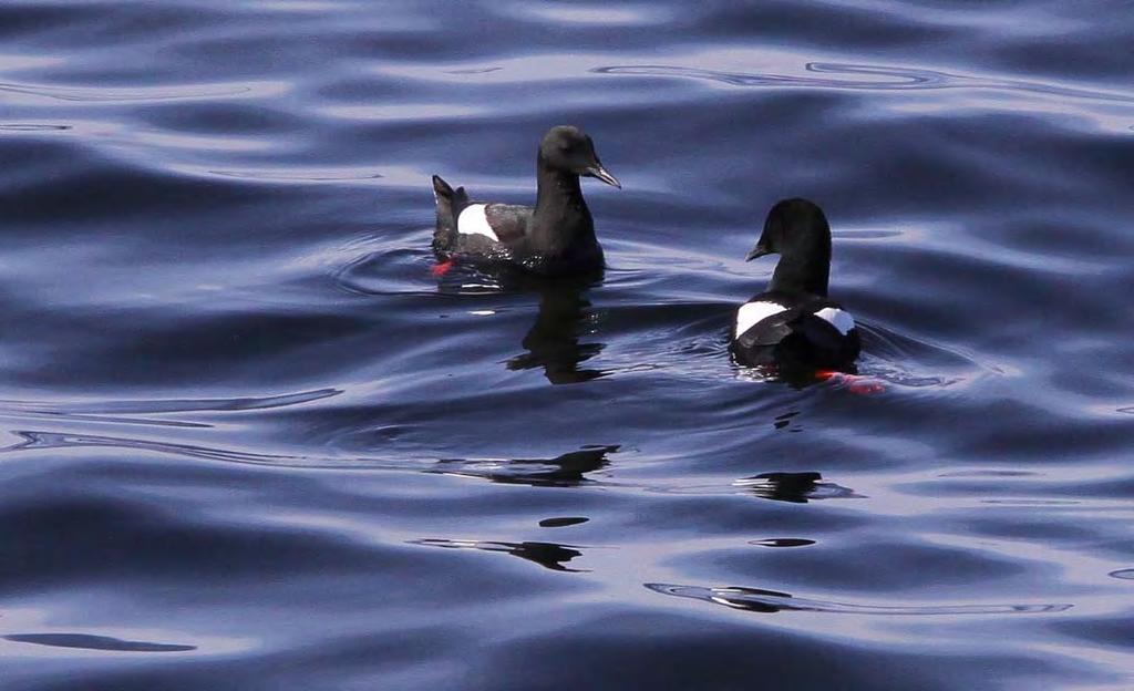 I en separat natur och landskapsutredning (Onas skärgård, natur och landskapsutredning, 2006, Suunnittelukeskus Oy) klassificerades strandområdena i skärgårdszoner men också i tre landskapsekologiska