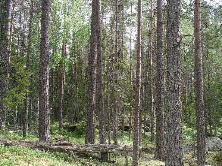 Beslut Datum 2015-06-08 511-8202 - 14 Dnr (anges vid skriftväxling) 1 / 11 Enligt sändlista Beslut för bildande av Björntjärnlokarnas naturreservat Uppgifter om naturreservatet Naturreservatets namn: