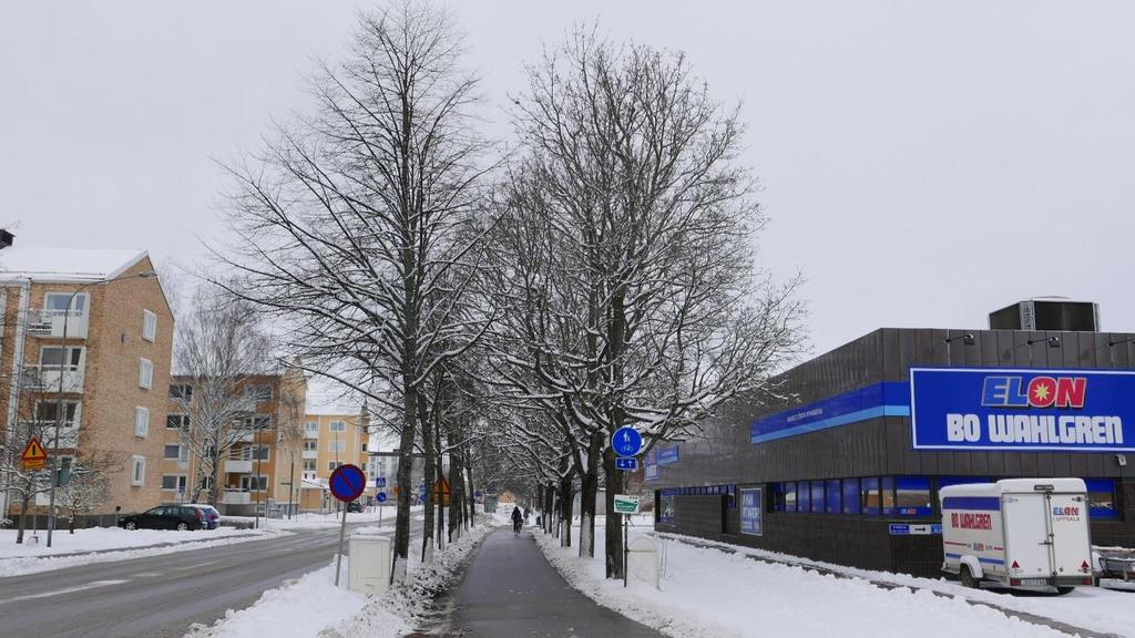 Inventering av 6 st skogslönnar på Torkelsgatan vid Kvarntorget i Uppsala Bild 1.
