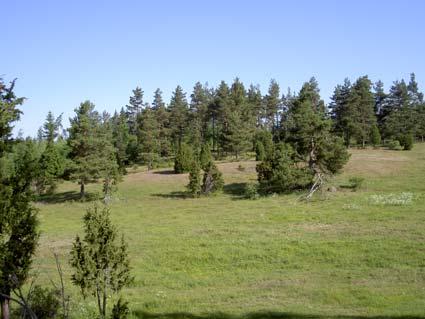 De två mest individrika lokalerna var Lindhult i Hallsbergs kommun (661 individer) och Göranstorp i Nora kommun (566 individer).