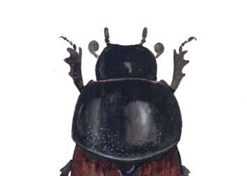 Andra intressanta arter och arter med signalartsvärde Fälttordyvel (Geotrupes stercorarius) är en drygt 20 mm lång, kullrig, svart art.