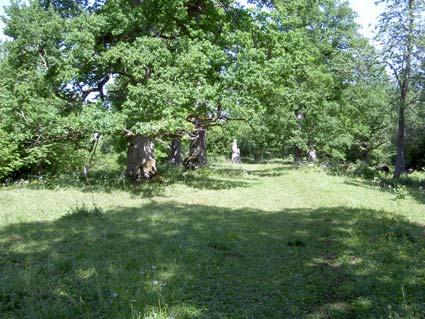 Nalavibergs ekäng naturreservat(6549041 1450010), kartbilaga 10 Lokalen bestod av en markant åsbildning bevuxen med stora, naturminnesskyddade ekar (figur 9).
