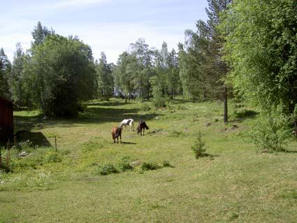 Hällefors kommun Bovik (6623678 1422856) kartbilaga 11 Området bestod av en torr, sandig, ostvänd naturbetesmark med fin flora, både hagmarks- och lundväxter, t.ex.