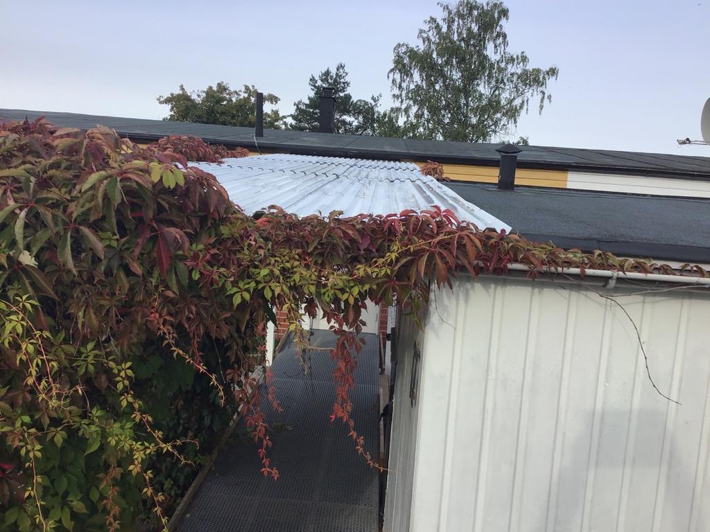 NOTERING Annex Tak Höga växter mot byggnad.