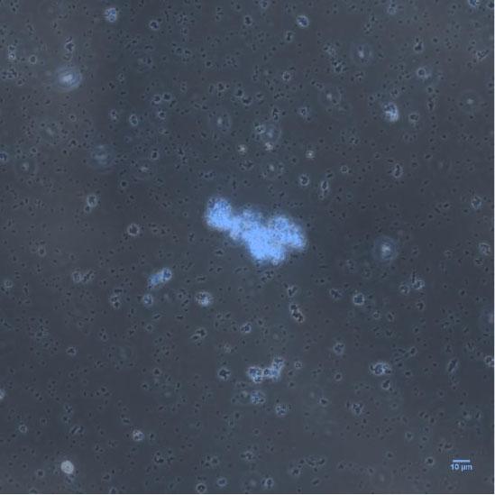 Engineered Stochastic Adhesion Between Microbes 373 (a) BrightfieldeCPX-Dockerin-Ac with no Hoechst stain (b) FluorescenceeCPX-Dockerin-Ac with no Hoechst stain (c) OverlayeCPX-Dockerin-Ac with no