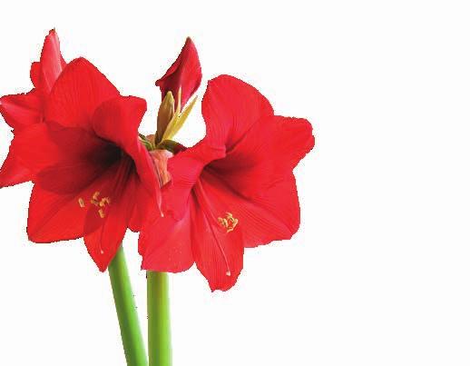 amaryllis Tre