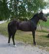 Double Baileys 500 kr/andel, månads kostnaden kommer vara ca 700 kr/0-del. Dennis Palmqvist 070-97 05 VÄSTERBO DANDY Hingst år e. Jocose u.