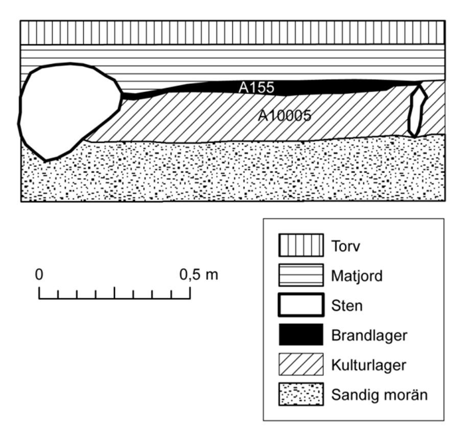 brända ben, lerklining eller keramik talade mot att det skulle röra sig om ett äldre boplatslager. Figur 7. Renritad sektion av schaktkant med brandlagret A155 och det äldre boplatslagret A10005.