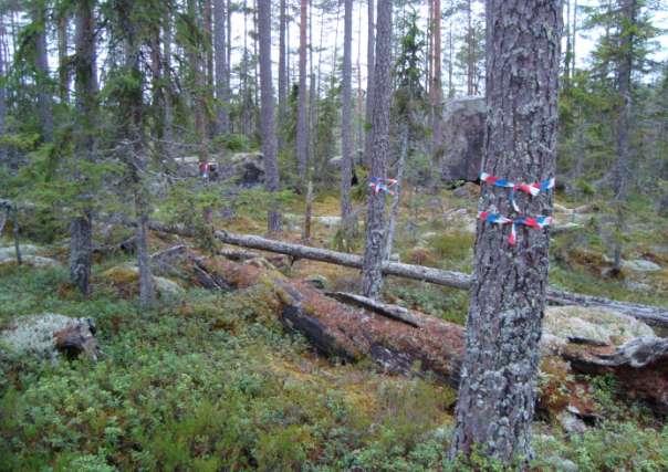 Skyddsvärd naturskog vid Grosjön som ska avverkas.