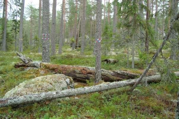 kalhugga räddar inte arterna, och lågan förstörs