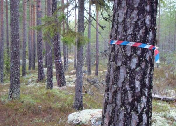 Gott om gamla träd i närheten av Långhedsberg.