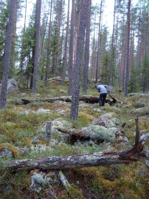 Död ved förekommer i