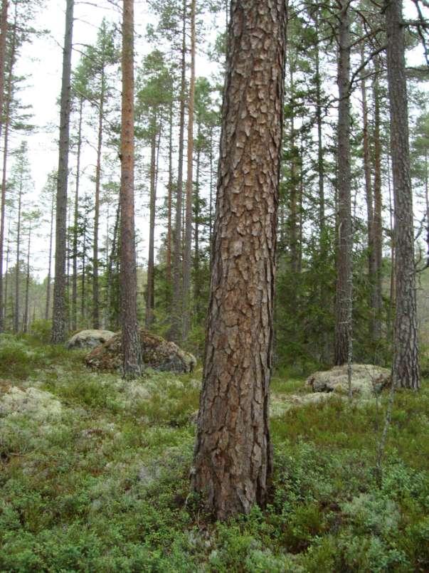 En av Vildmarksrikets få reliktbocks-tallar finns