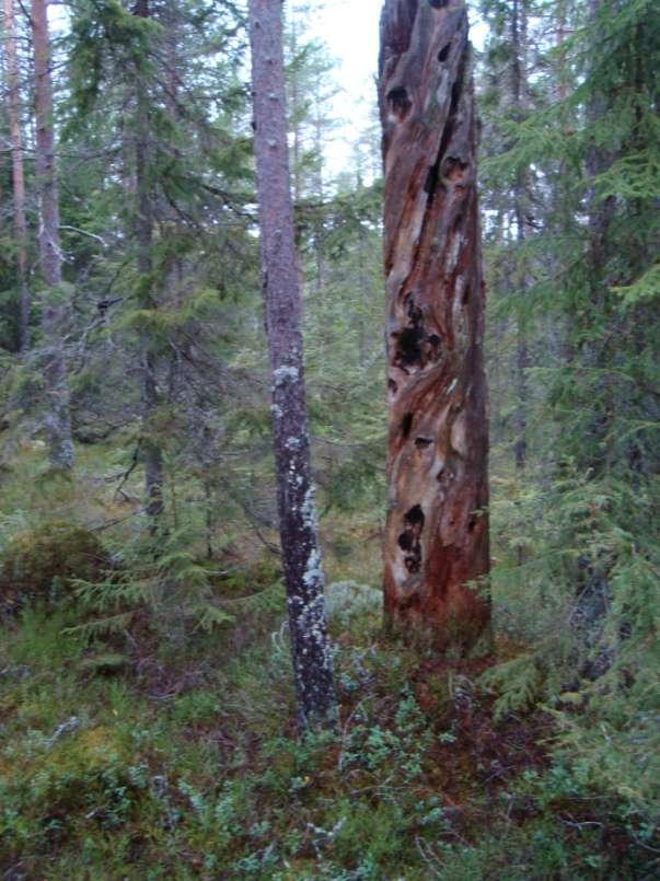 Torrakor av denna typ finns över hela