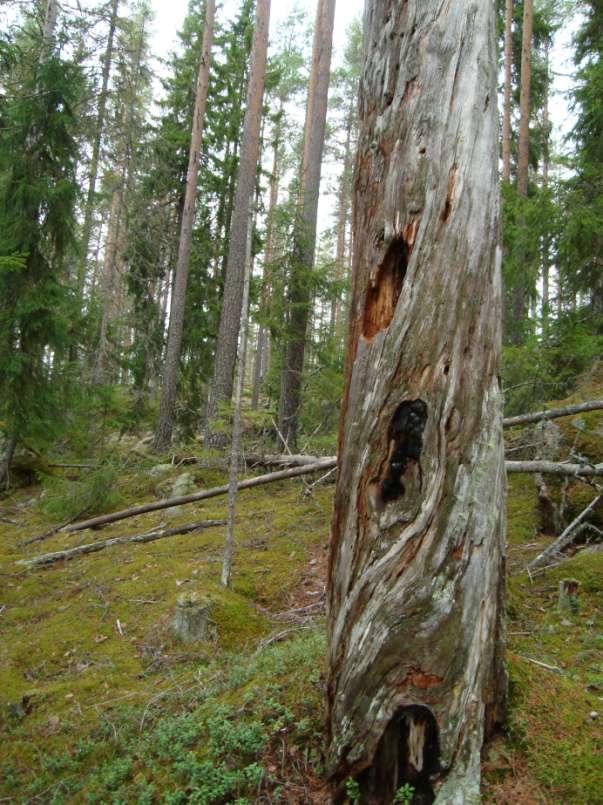 Gammal grov talltorraka som sannolikt kommer