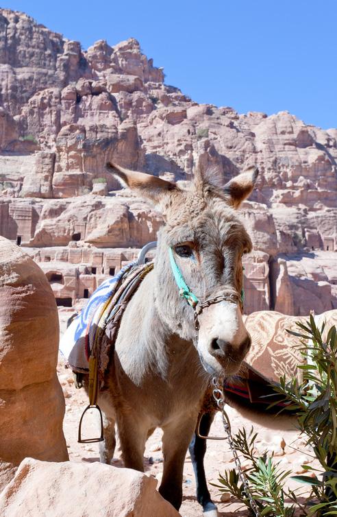 Det karga ökenlandskapet finns med på UNESCO:s världsarvslista och bebos av nomadiska beduinherdar.