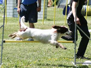 1. SAGCH SAG(hopp)CH Wildthyme Doubtless "Max" 161 poäng (8) ägare: Håkan Ericson 2. SLCH SVCH SAGCH SAG(hopp)CH Tullebyns Two For The Show "Clara" 128,3 poäng (8) ägare: Anita Hed 3.