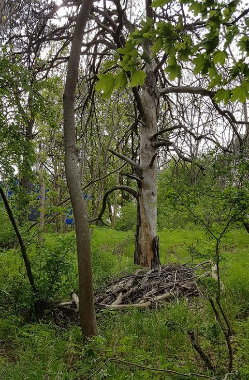 Naturvärdesobjekt 7 Naturvärdeklass 3 Areal: 0,7 hektar Naturtyp: Skog och träd Biotop: Lövskog Beskrivning: Lövskog med inslag av äldre, grövre tallar.